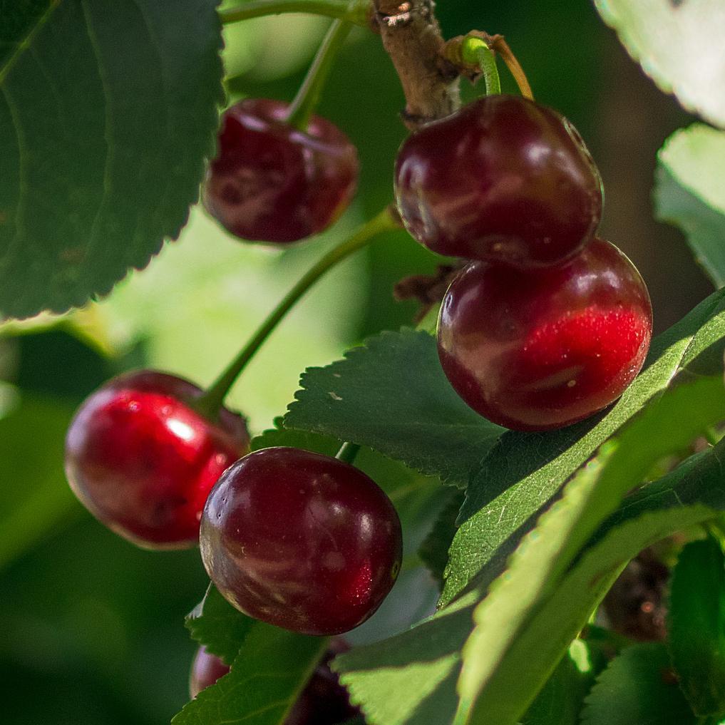 Lapins 'Cherokee' Cherry Tree
