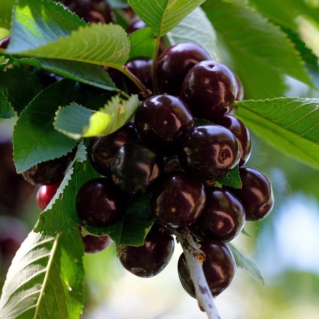 'Kordia' Cherry Tree