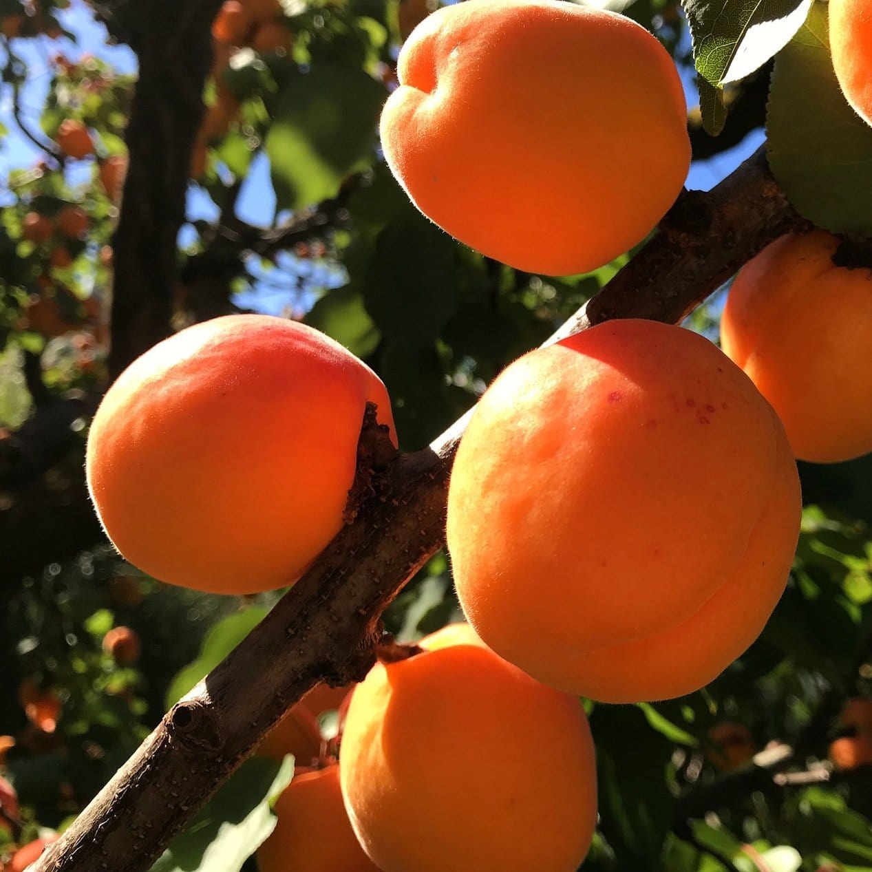 'New Large Early' Apricot Tree