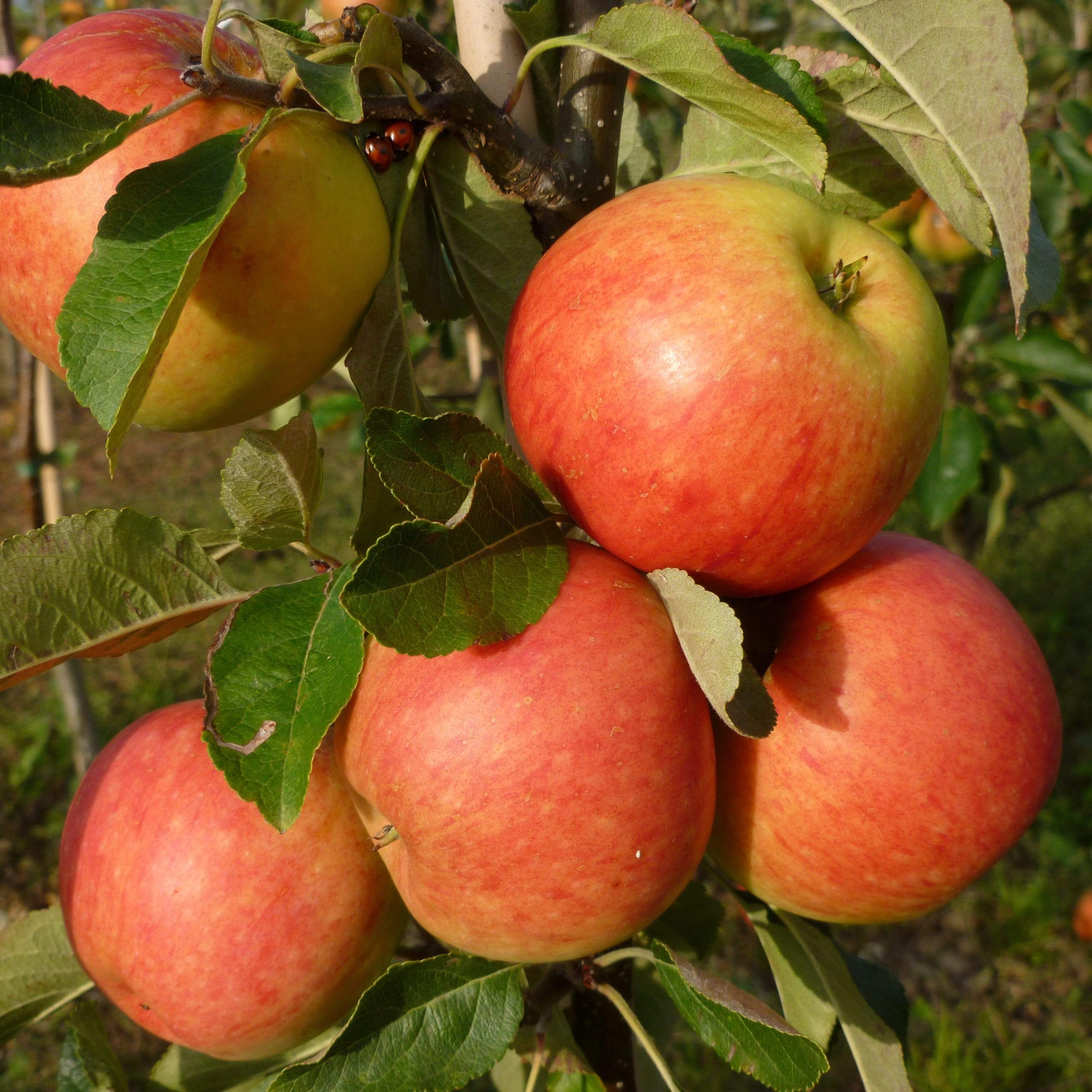 'James Grieve' Apple Tree