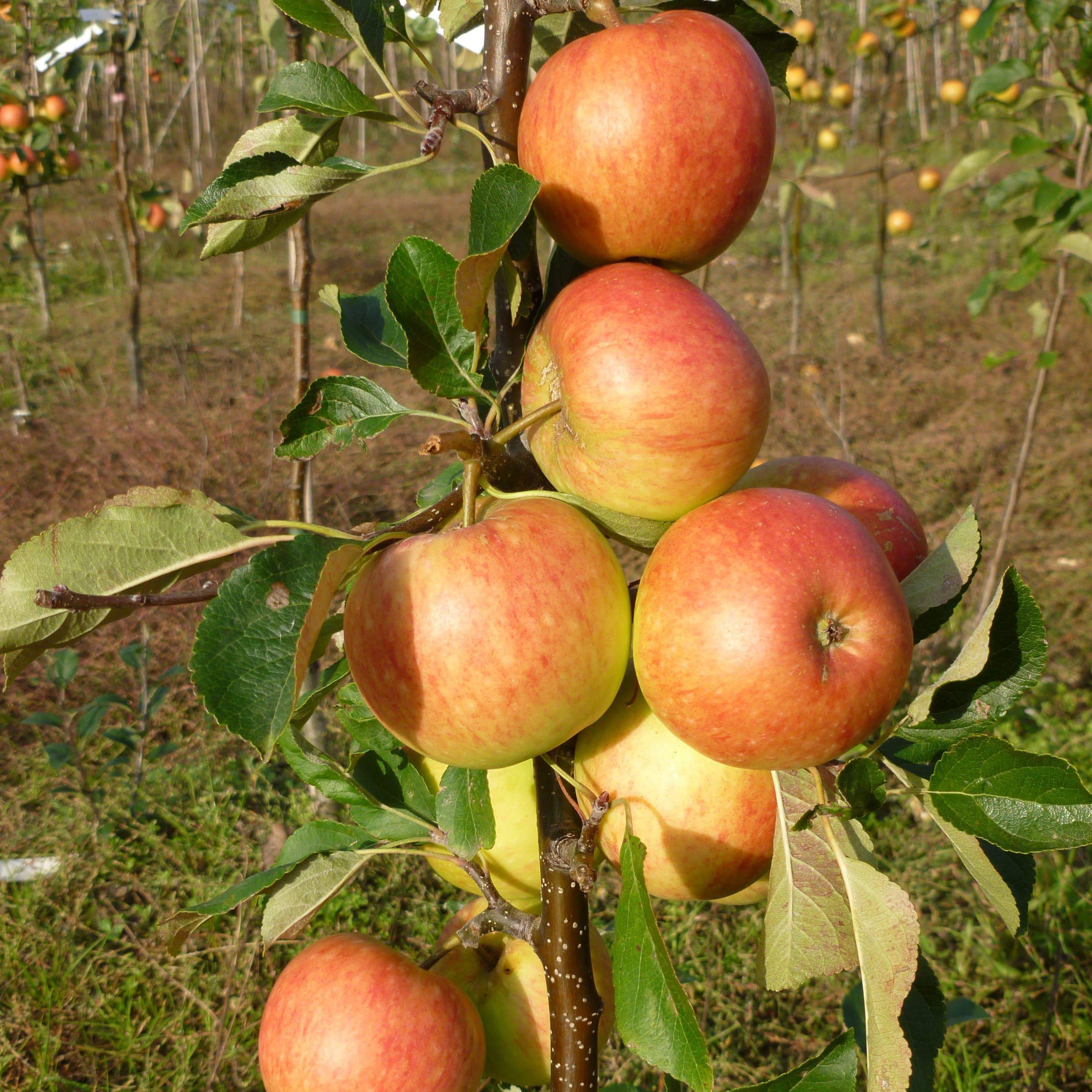 'James Grieve' Apple Tree