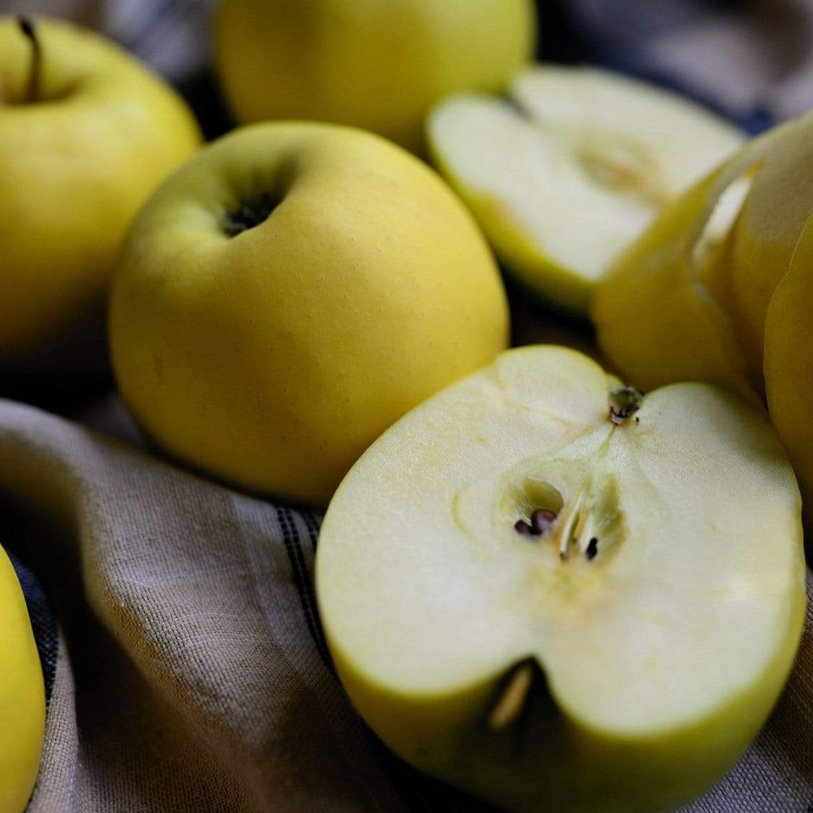 'Herefordshire Russet' Apple Tree