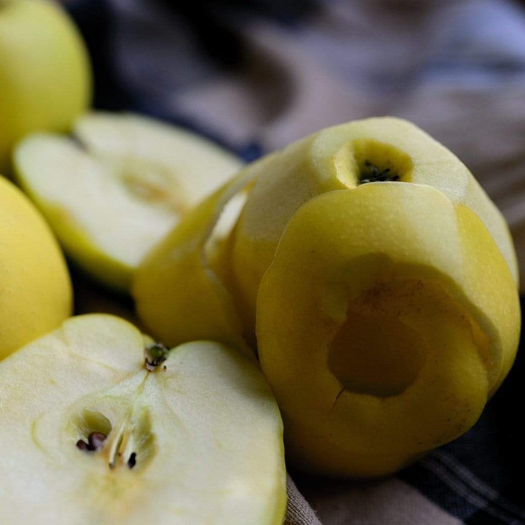 'Herefordshire Russet' Apple Tree