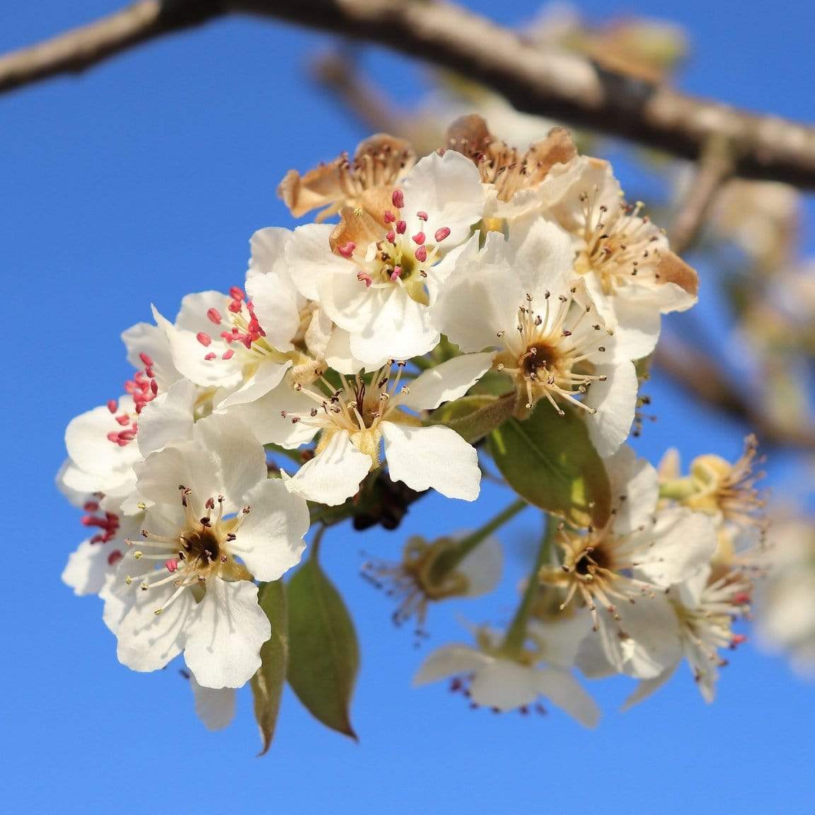 'Herefordshire Russet' Apple Tree