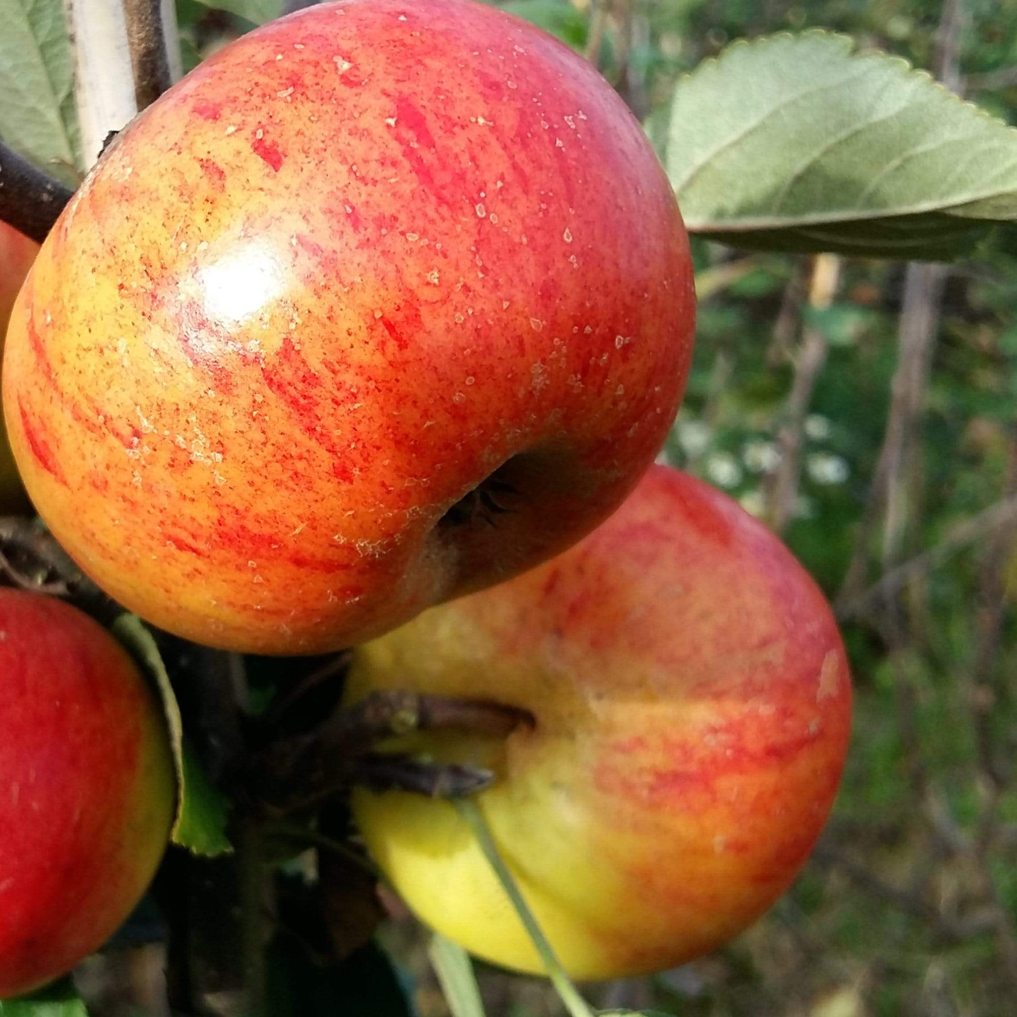 'Sunset' Apple Tree