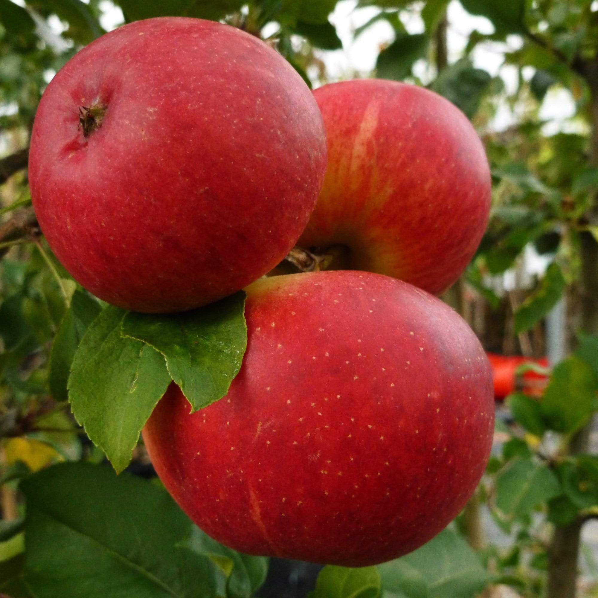 'Scrumptious®' Apple Tree