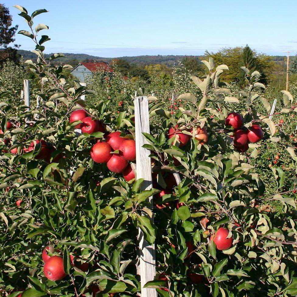 'Scrumptious®' Apple Tree