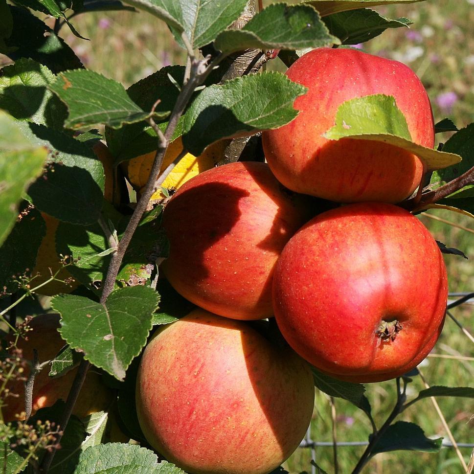 'Scrumptious®' Apple Tree