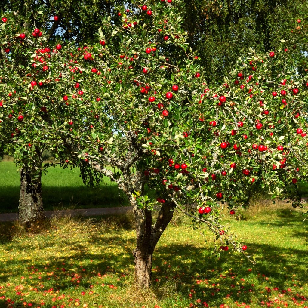 'Red Windsor®' Apple Tree