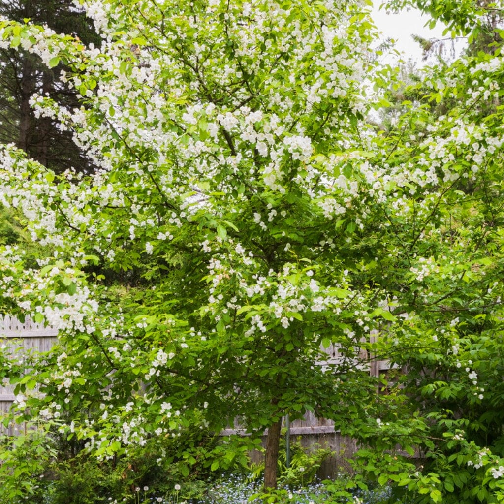 'Red Windsor®' Apple Tree