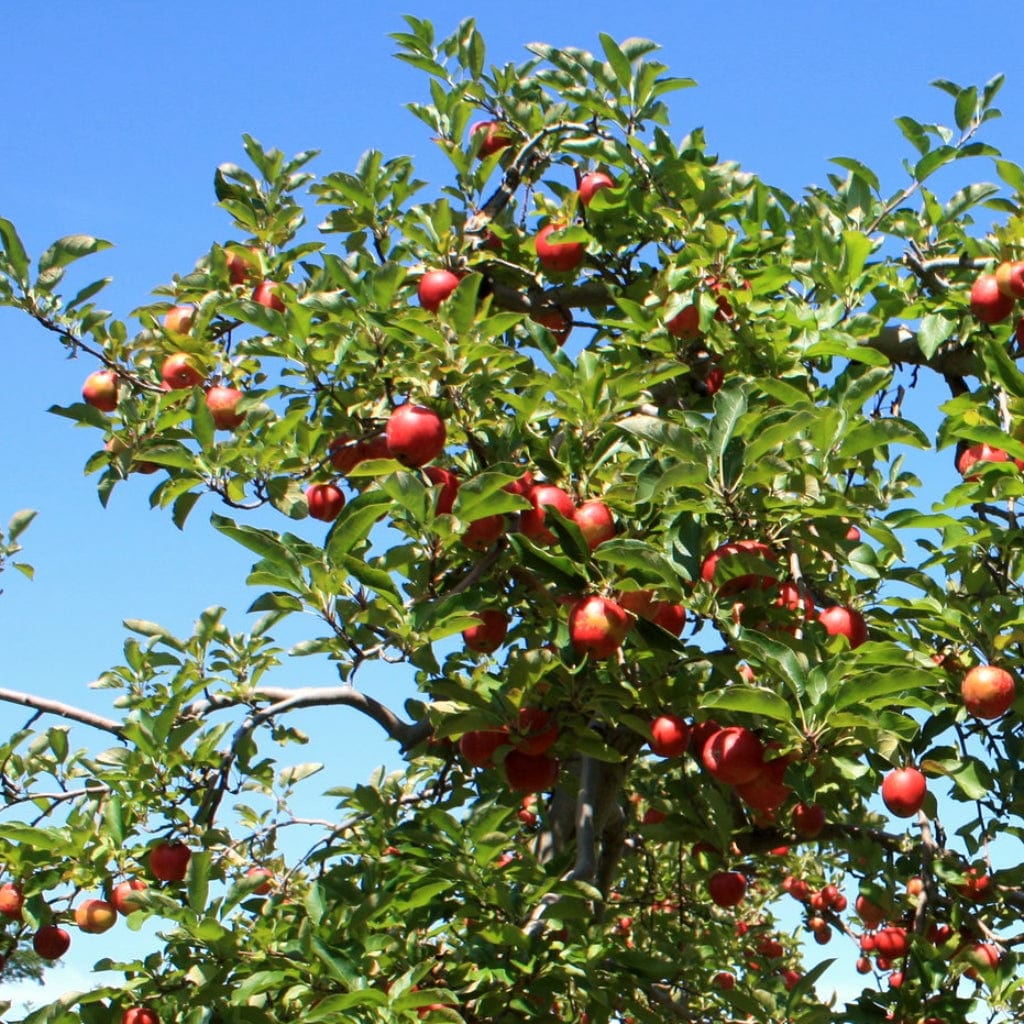 'Red Windsor®' Apple Tree