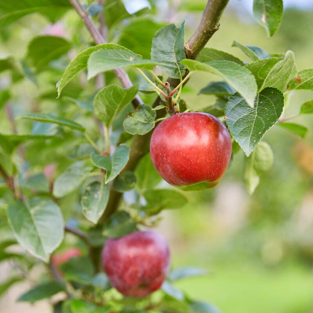 'Red Windsor®' Apple Tree