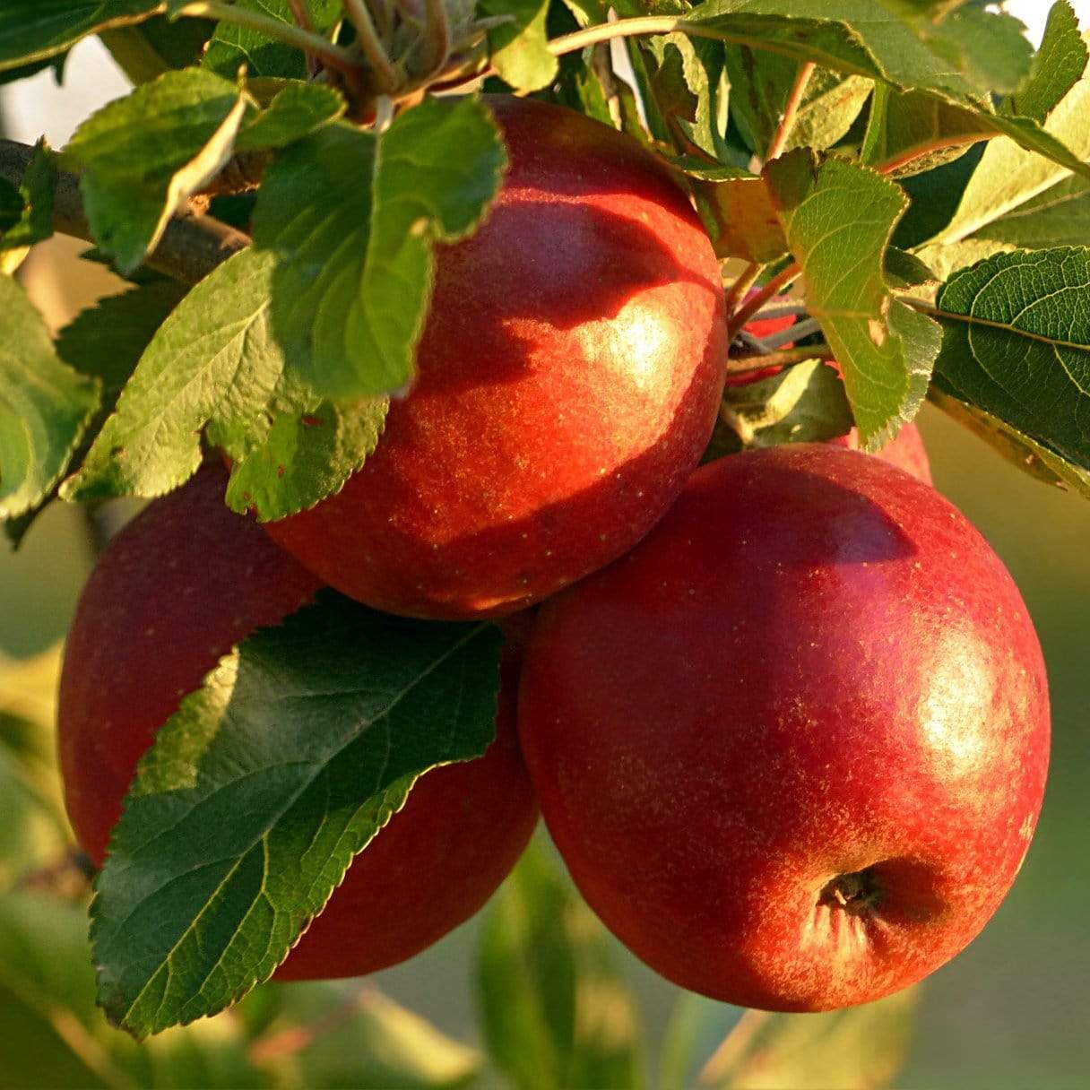 'Red Windsor®' Apple Tree