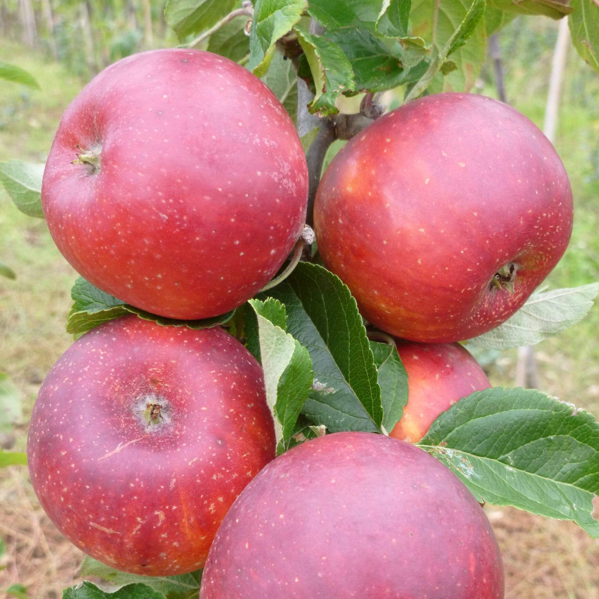 'Red Windsor®' Apple Tree