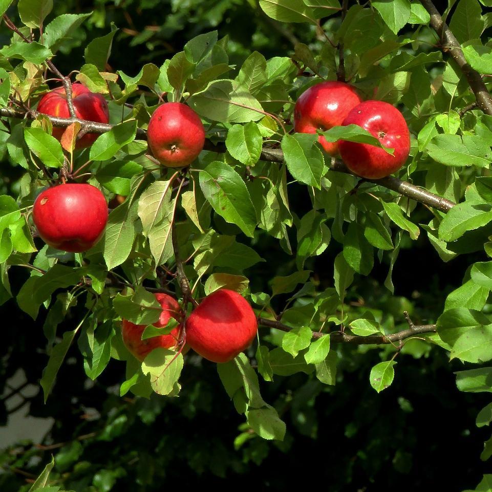 'Katy' Apple Tree