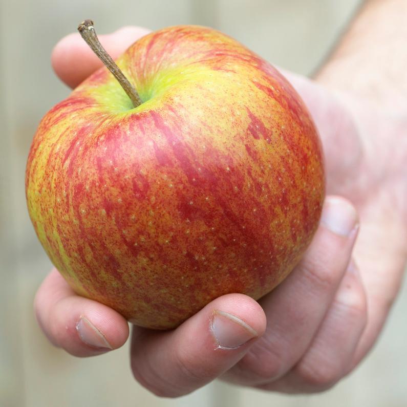 'Jonagold' Apple Tree