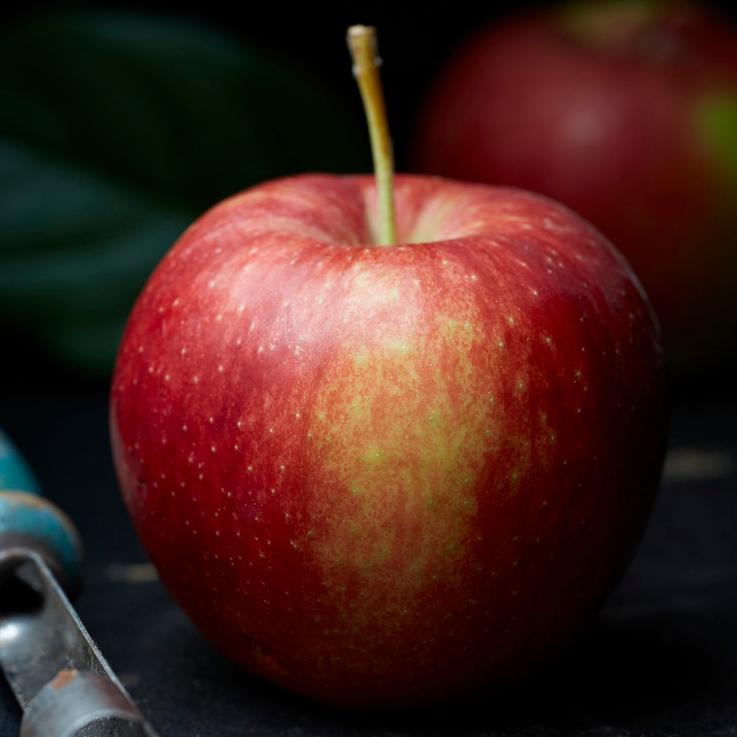 'Jonagold' Apple Tree