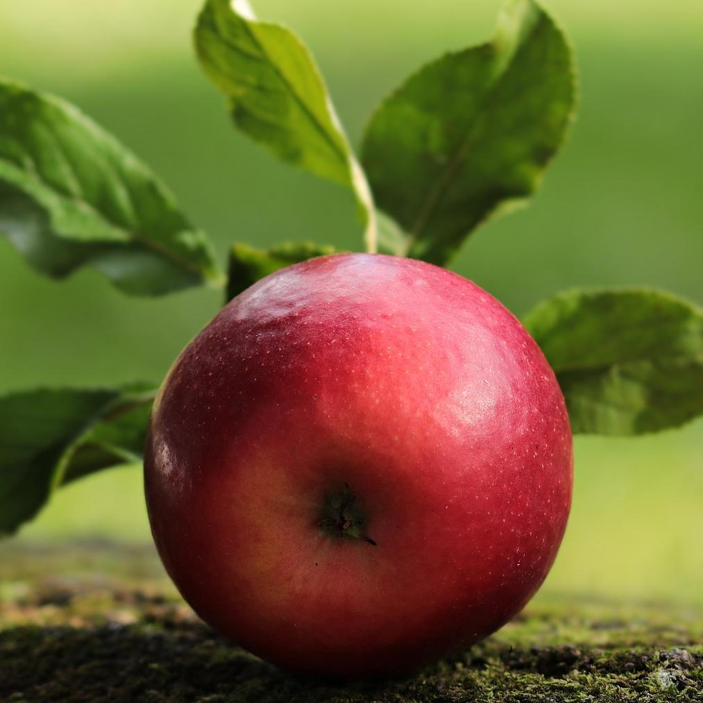 'Fiesta' Apple Tree