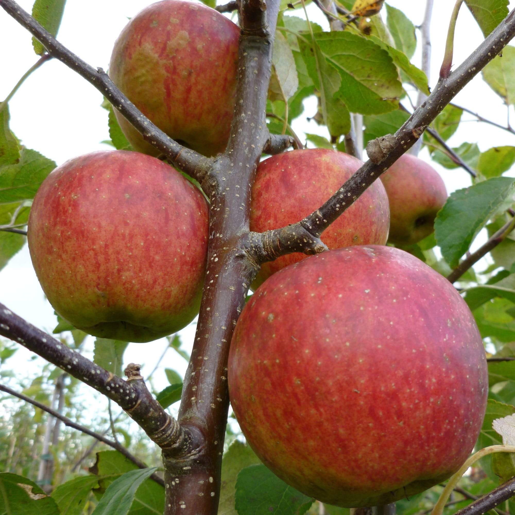 'Falstaff' Apple Tree