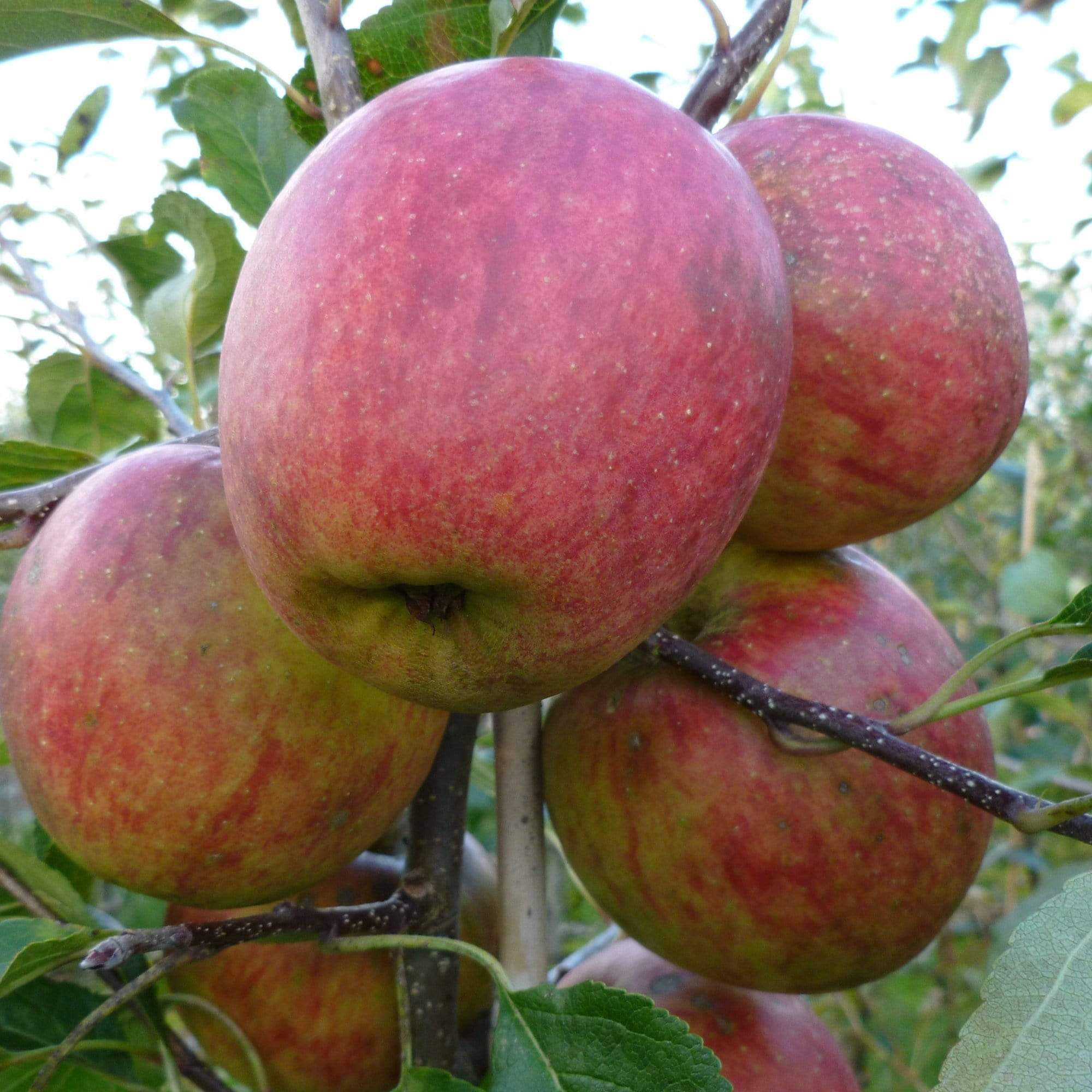 'Falstaff' Apple Tree