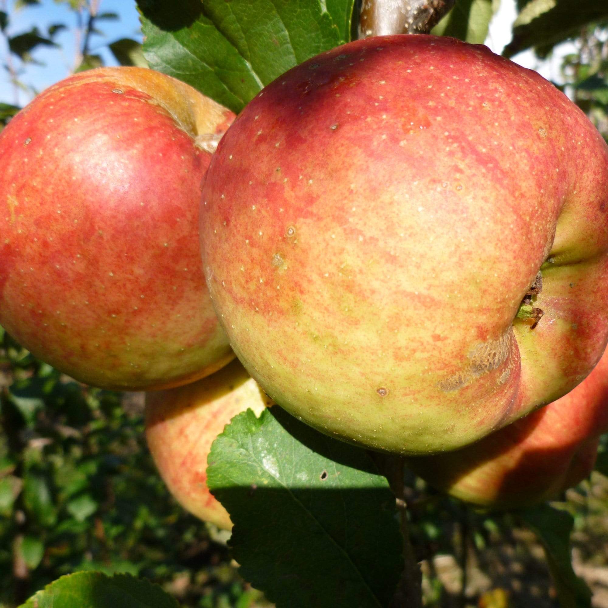 'Falstaff' Apple Tree