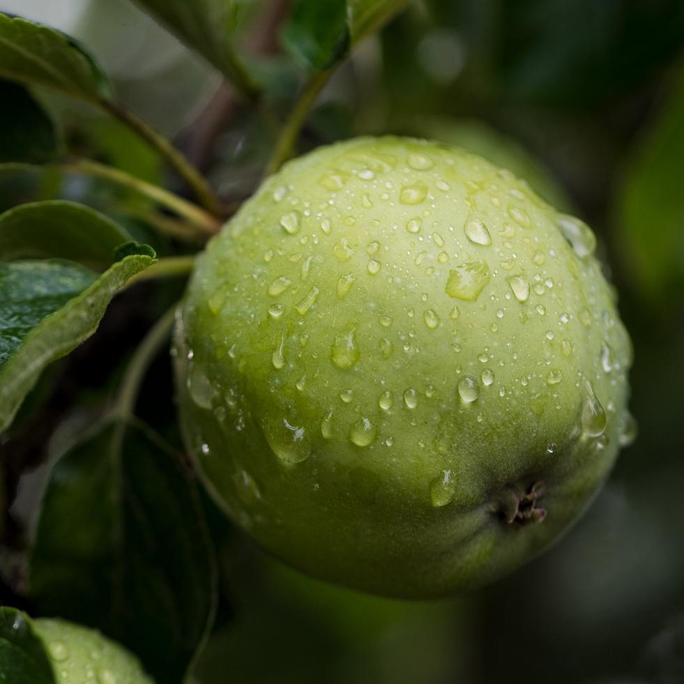 'Grenadier' Apple Tree