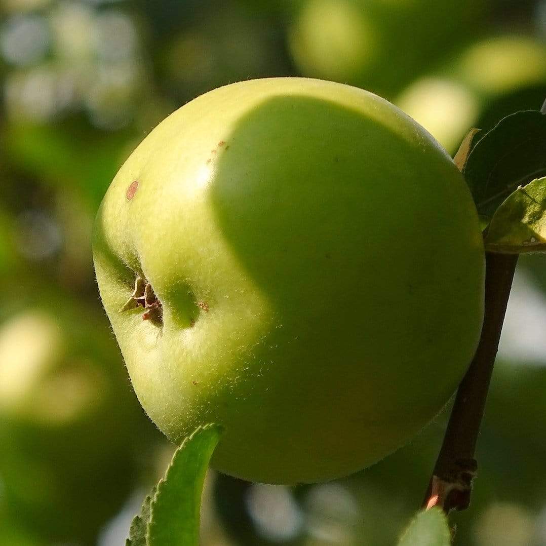 'Bramley's Seedling' Apple Tree
