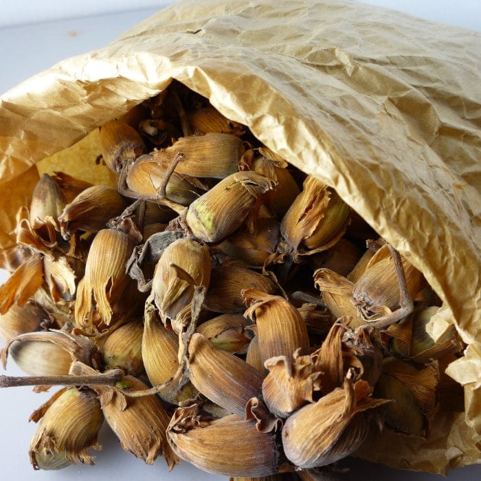 'Kentish Cob' Hazelnut Tree