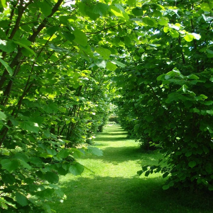 'Kentish Cob' Hazelnut Tree