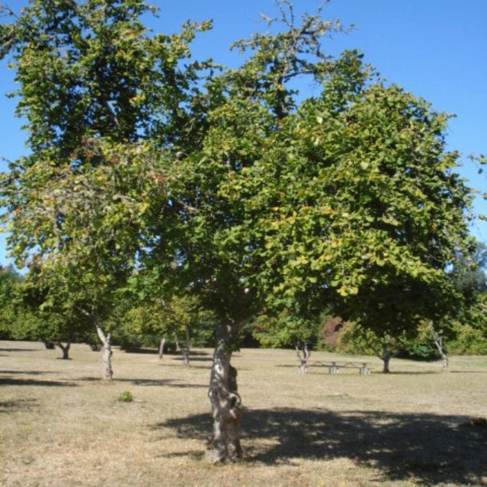 'Pearson's Prolific' Hazelnut Tree