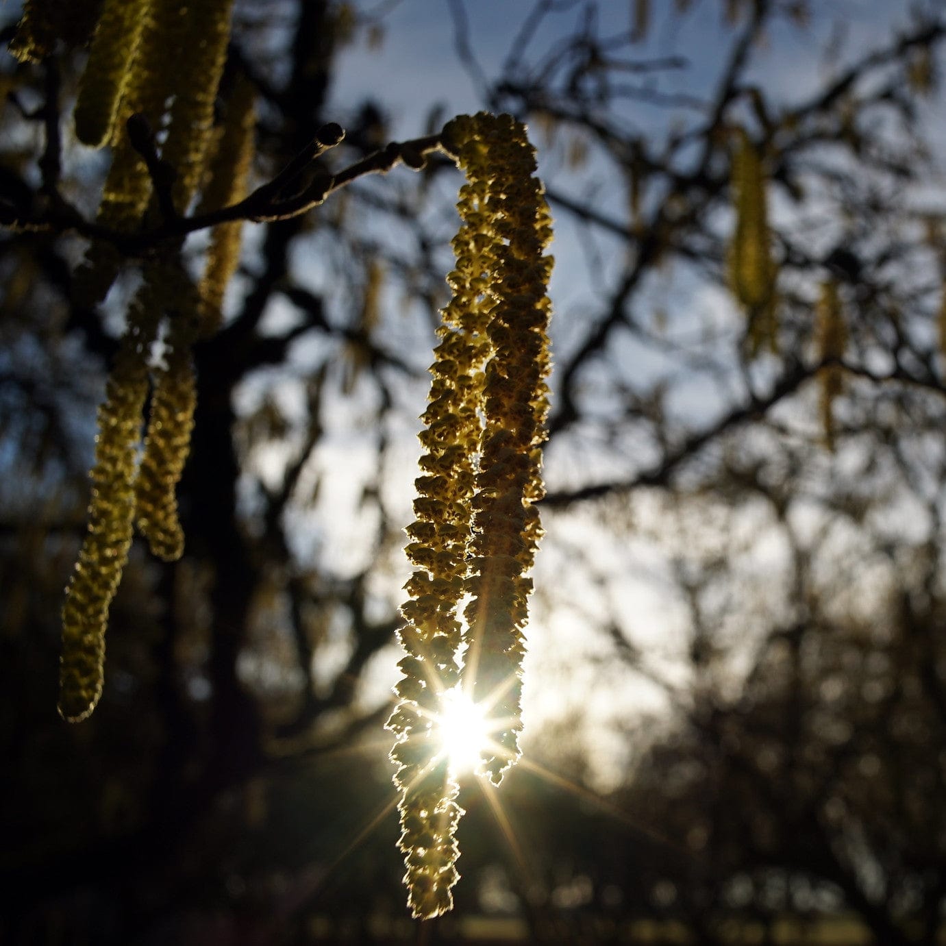 'Pearson's Prolific' Hazelnut Tree