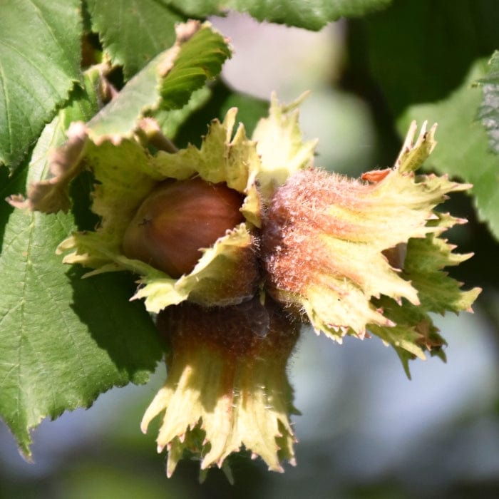 'Pearson's Prolific' Hazelnut Tree