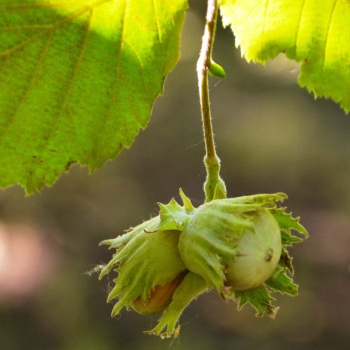 'Pearson's Prolific' Hazelnut Tree