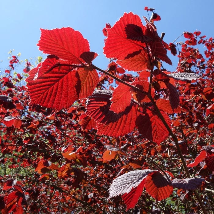 Corylus maxima 'Purpurea'