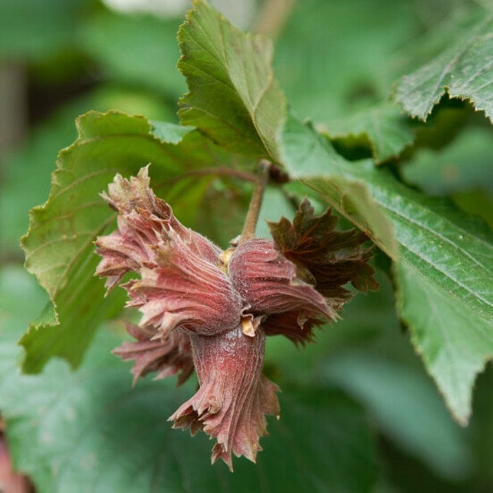 Corylus maxima 'Purpurea'