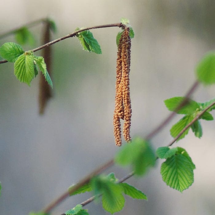 Corylus maxima 'Purpurea'