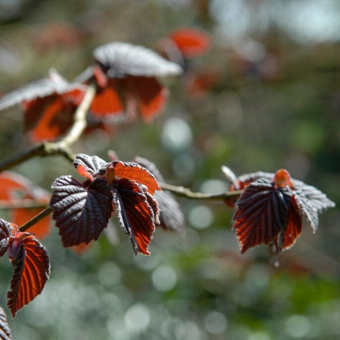 Corylus maxima 'Purpurea'