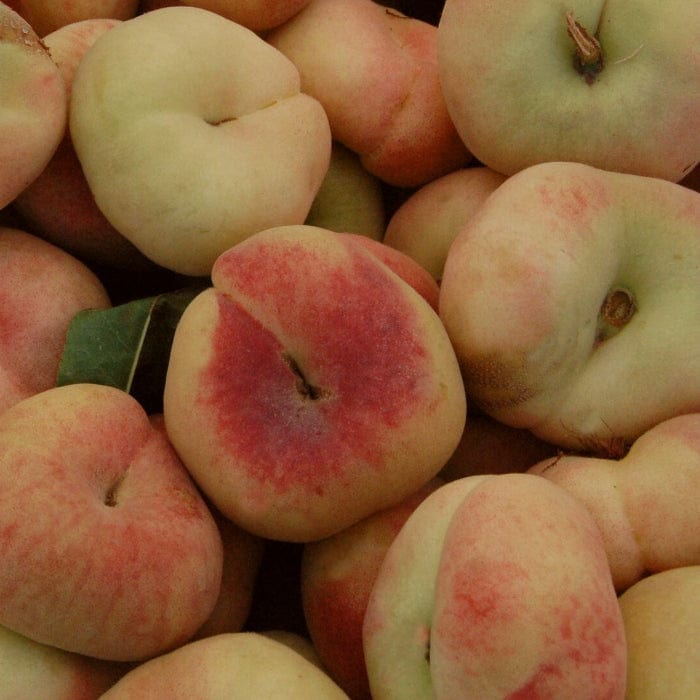 'Saturne' Peach Tree