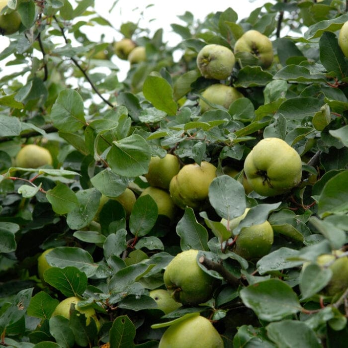 'Serbian Gold' Quince Tree