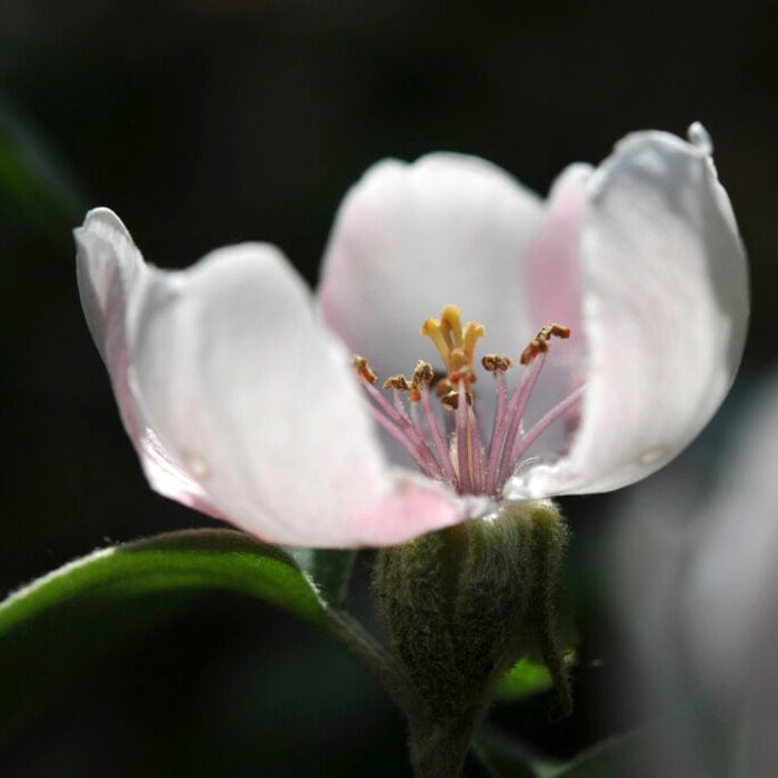 'Serbian Gold' Quince Tree