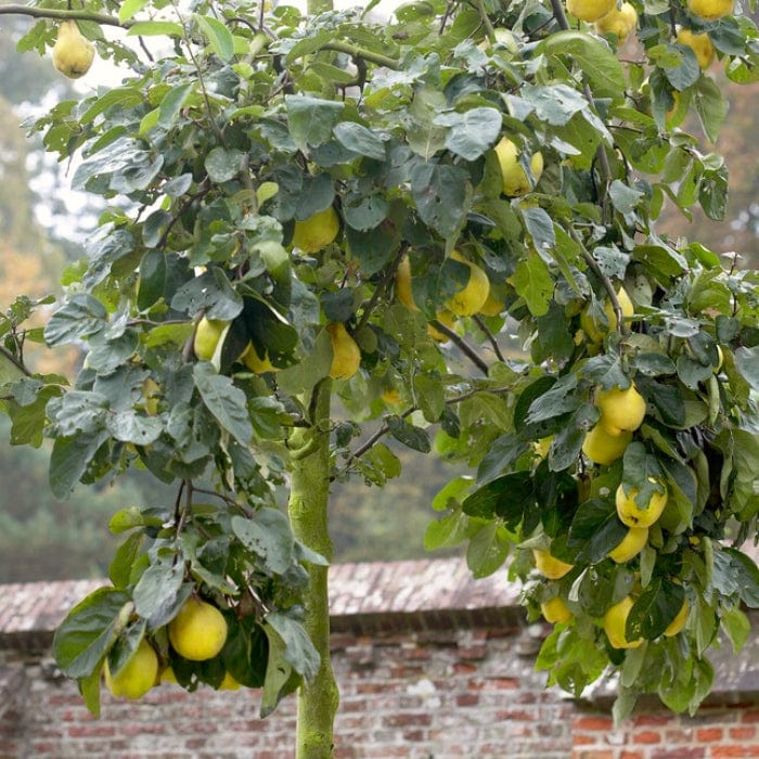 'Meech's Prolific' Quince Tree