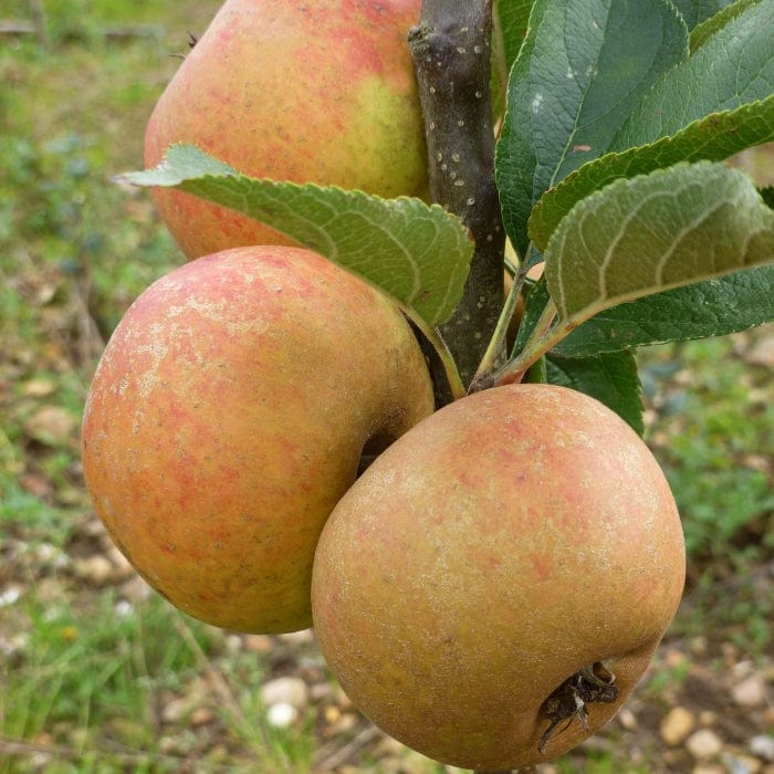 'Ashmead's Kernel' Apple Tree