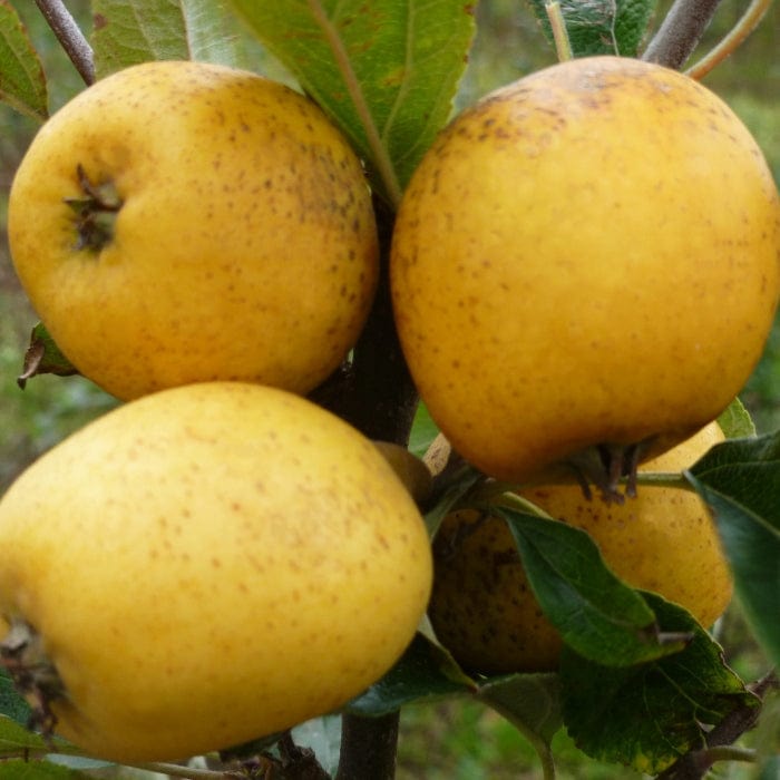 'Pitmaston Pineapple' Apple Tree