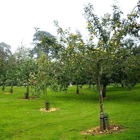 'Pitmaston Pineapple' Apple Tree