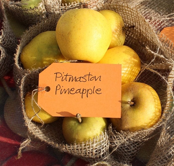'Pitmaston Pineapple' Apple Tree