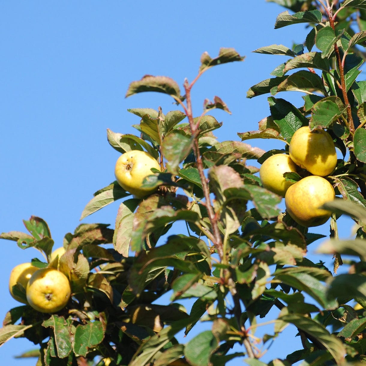 'Pitmaston Pineapple' Apple Tree