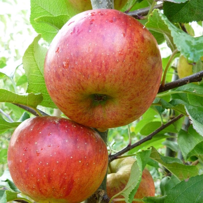 'Pixie' Apple Tree