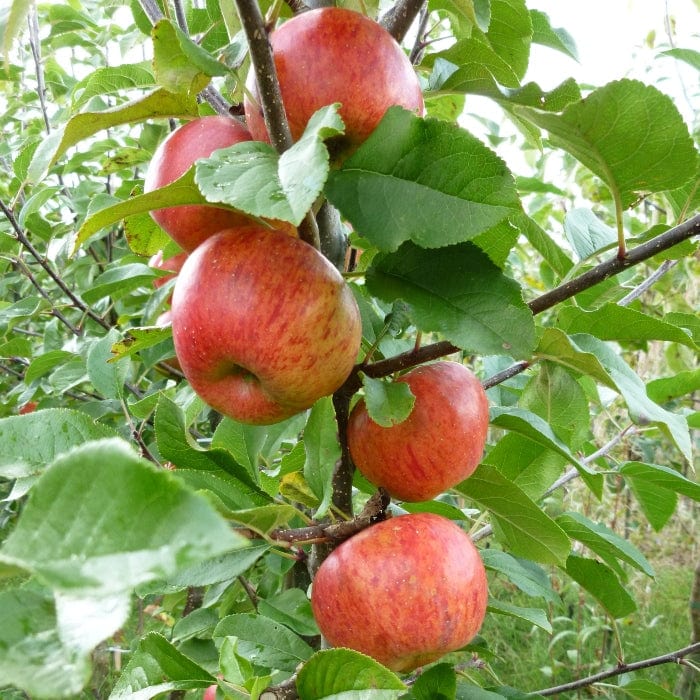 'Pixie' Apple Tree
