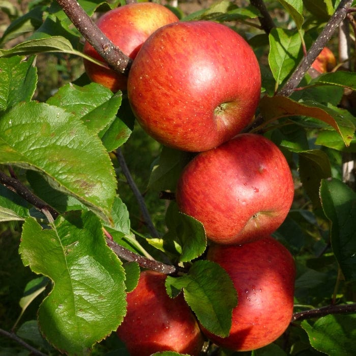 'Pixie' Apple Tree