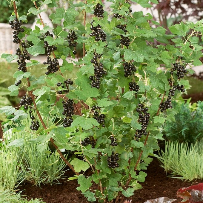 'Ben Sarek' Blackcurrant Bush